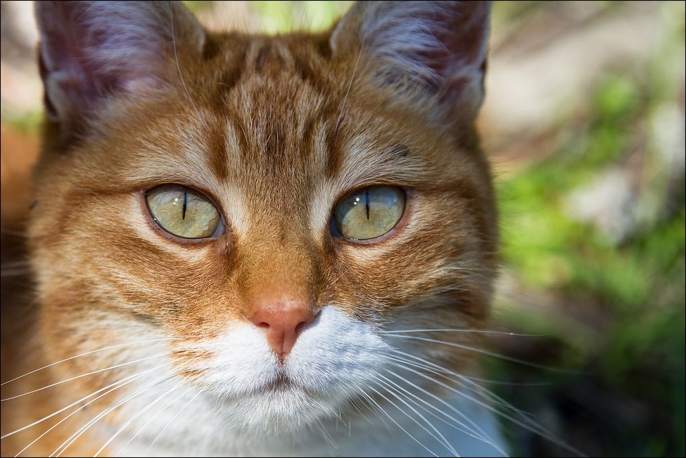 Portrait einer Streunerin