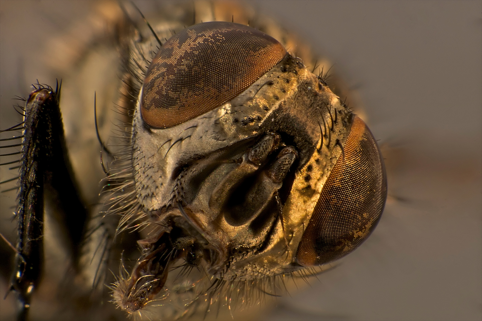 Portrait einer Stubenfliege