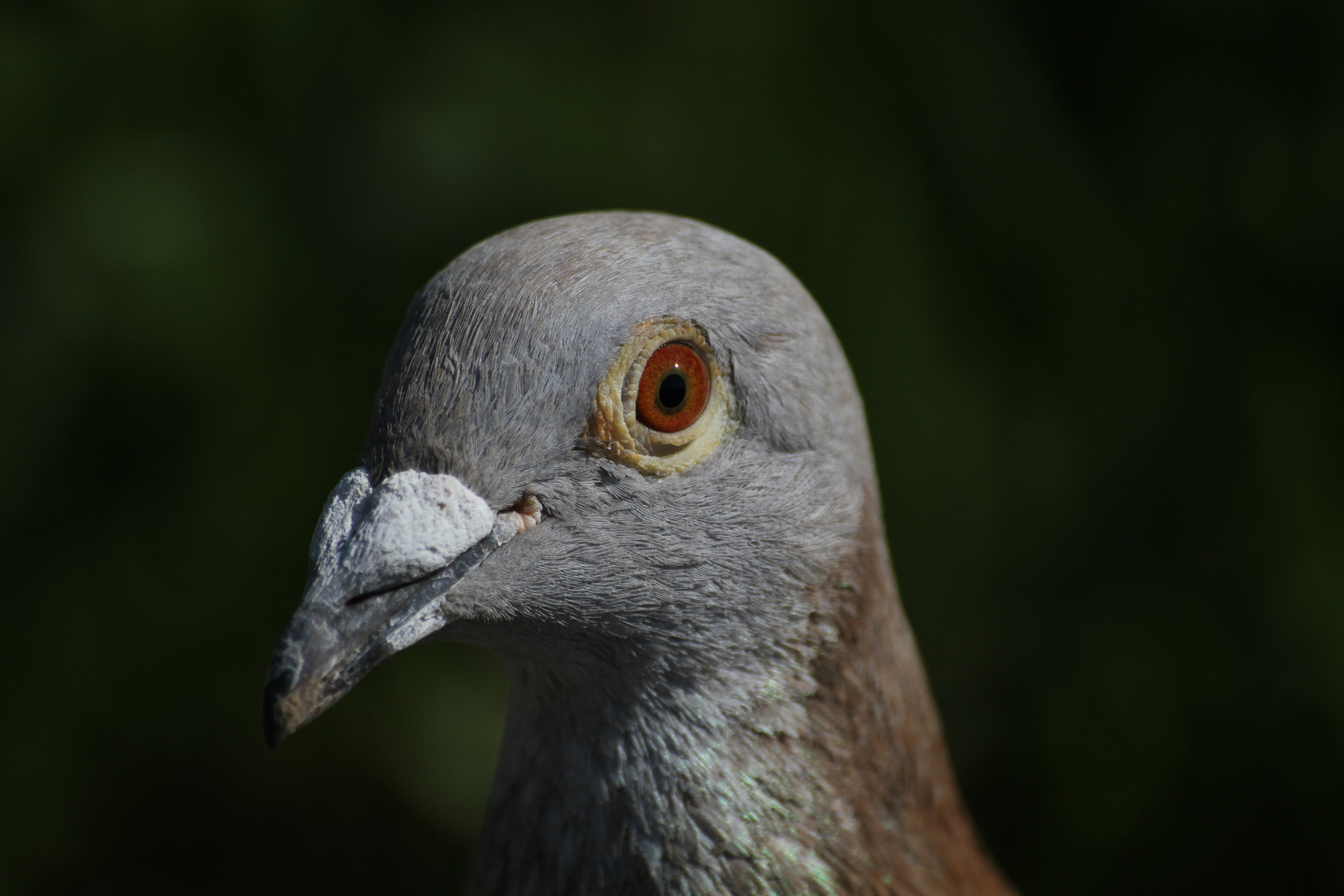 Portrait einer Taube