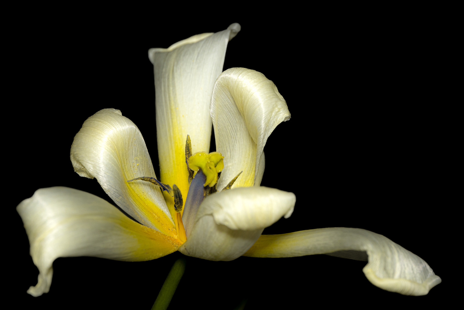 Portrait einer Tulpe