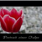 Portrait einer Tulpe