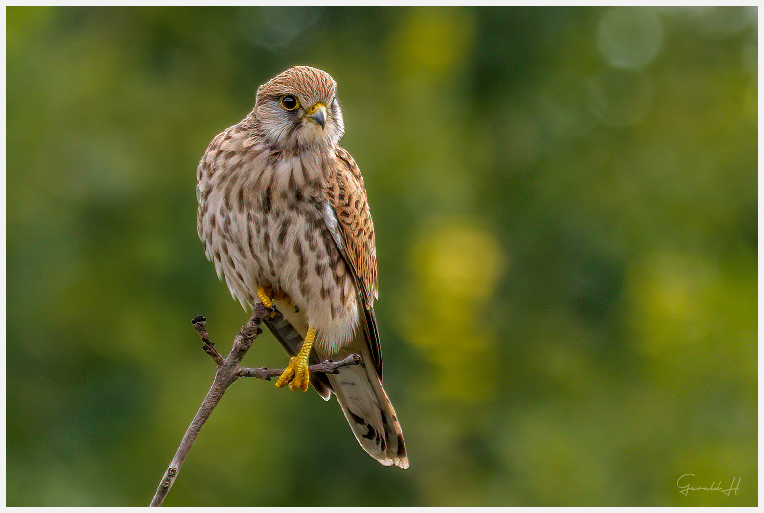 Portrait einer Turmfalkendame