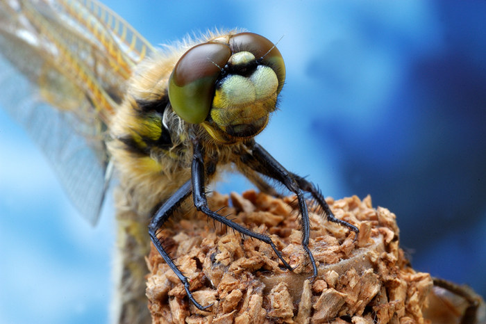 Portrait einer Vierfleck-Libelle