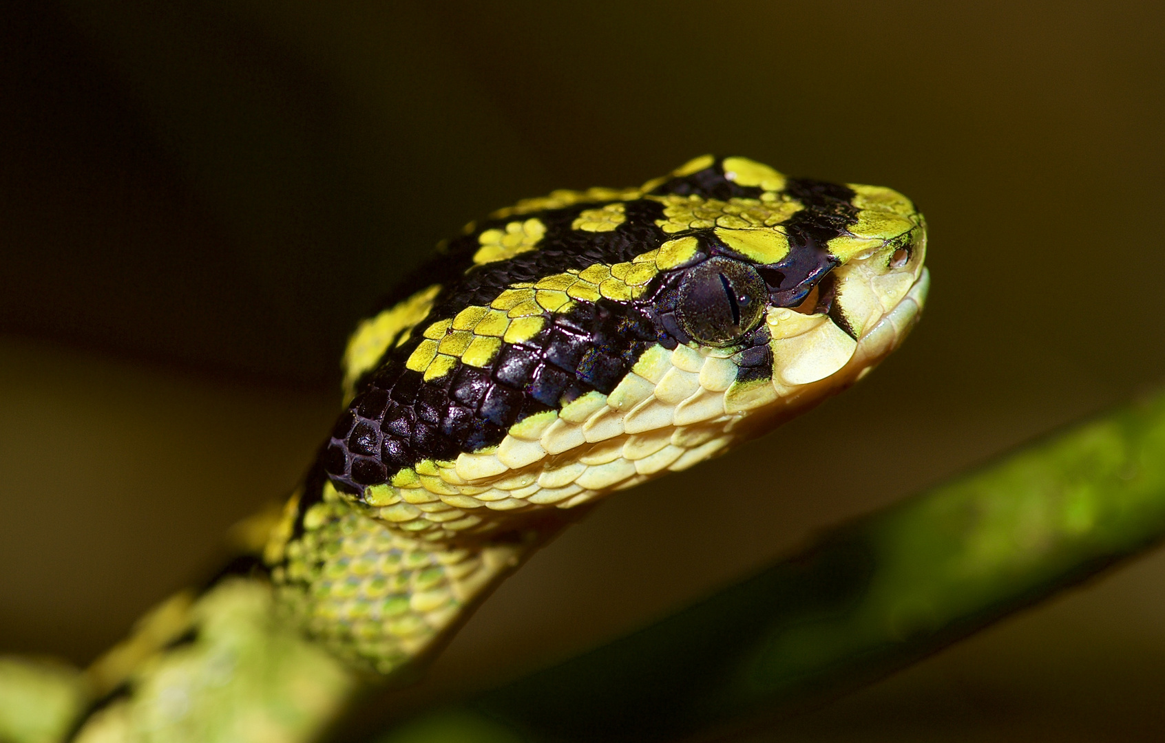 Portrait Einer Viper Aus Dm Tropischen Regenwald Von Sri Lanka Foto Bild Tiere Wildlife Amphibien Reptilien Bilder Auf Fotocommunity