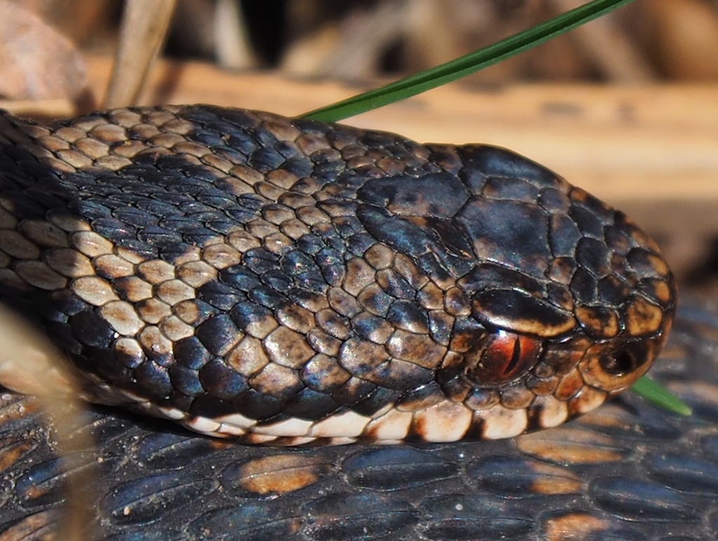 Portrait einer Viper (P. berus)