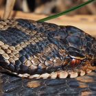 Portrait einer Viper (P. berus)