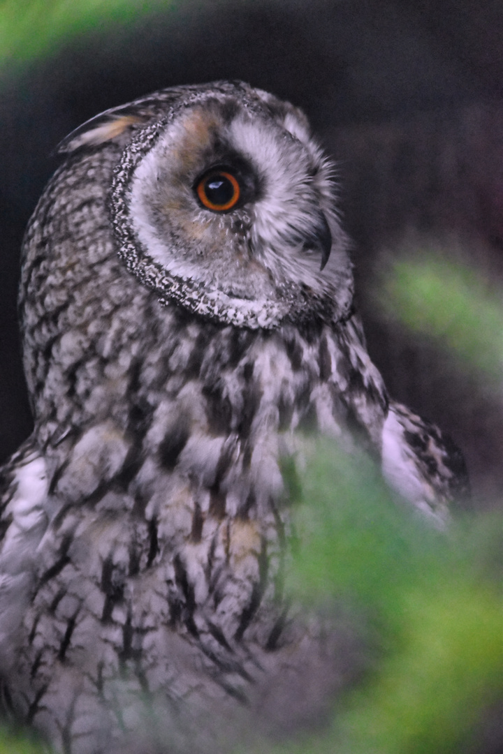 Portrait einer Waldohreule