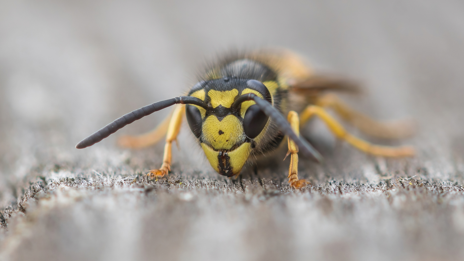 Portrait einer Waldwespe