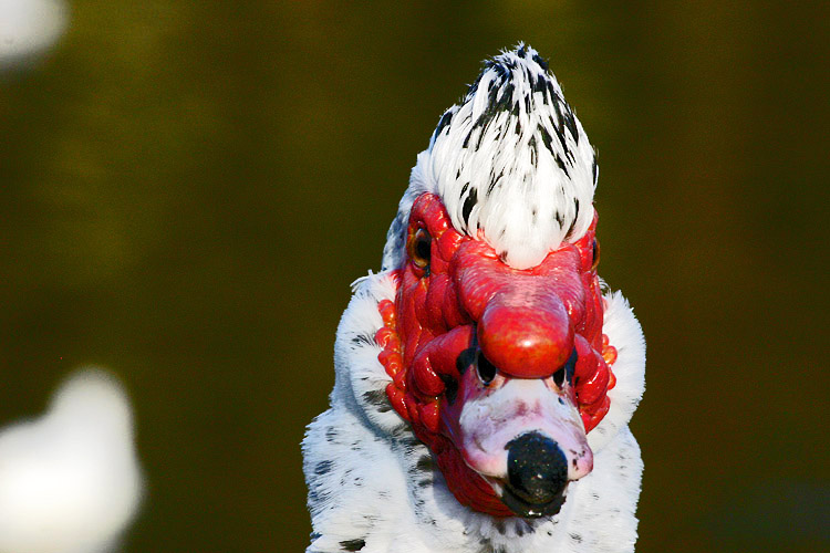 Portrait einer Warzenente