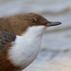 Portrait einer Wasseramsel