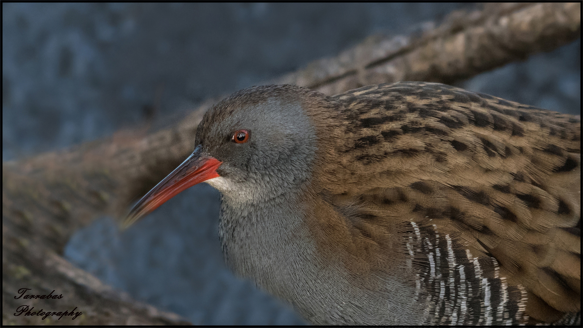  'Portrait einer Wasserralle