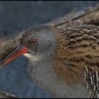  'Portrait einer Wasserralle