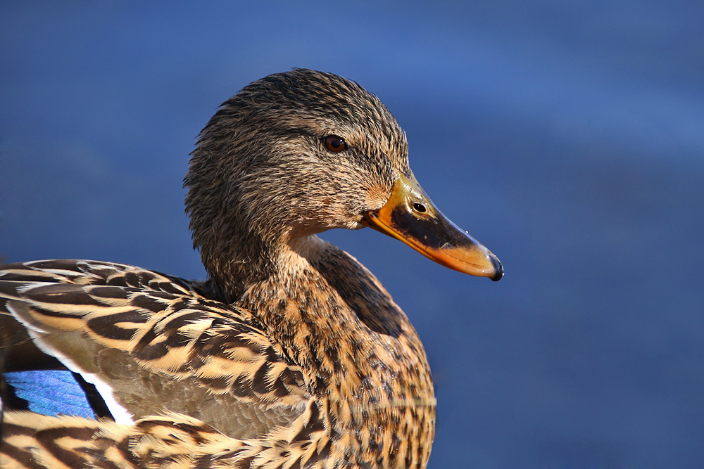 Portrait einer weiblichen Stockente