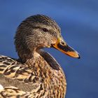 Portrait einer weiblichen Stockente