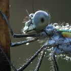 Portrait einer Weidenjaungfer