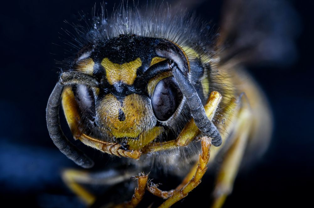 Portrait einer Wespe