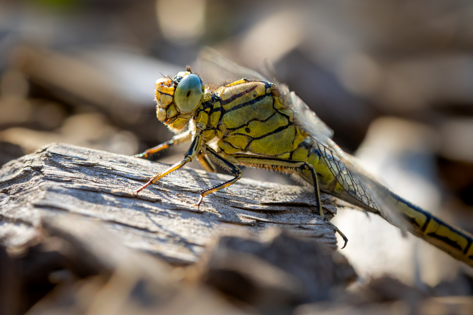 Portrait einer Westliche Keiljungfer