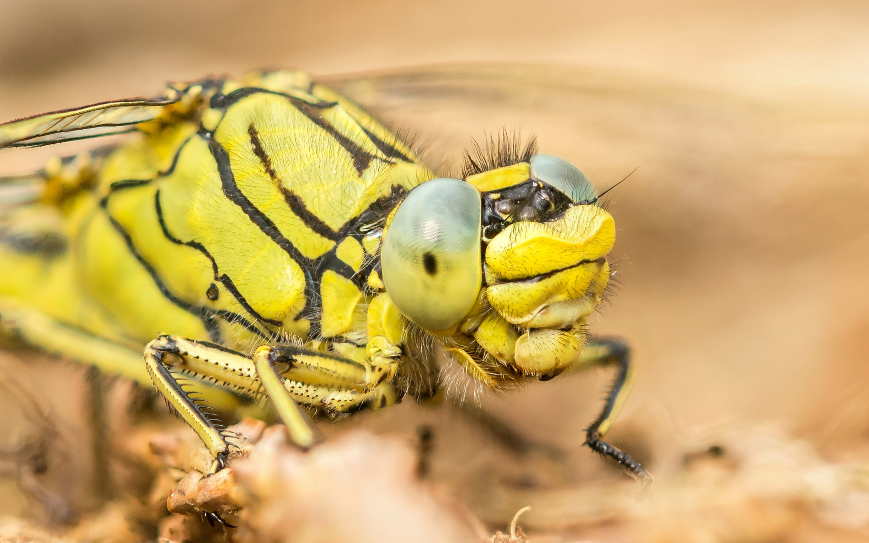 Portrait einer Westliche Keiljungfer (Stackaufnahme)