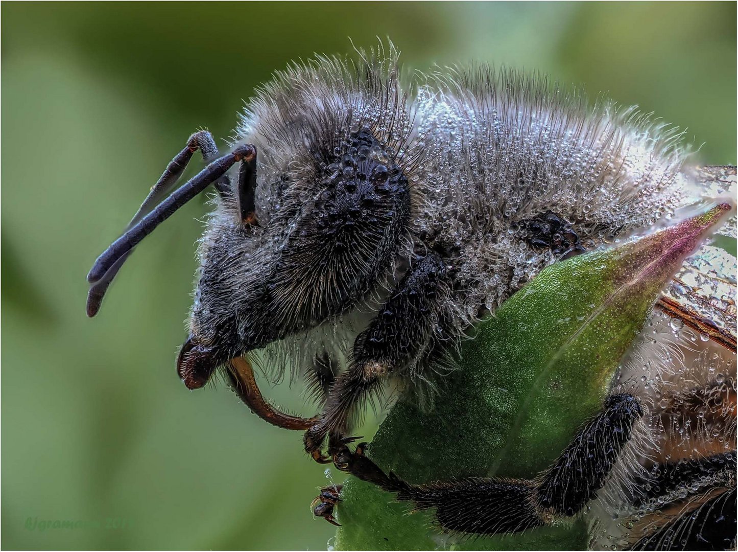 portrait einer wildbiene.....