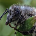 portrait einer wildbiene.....