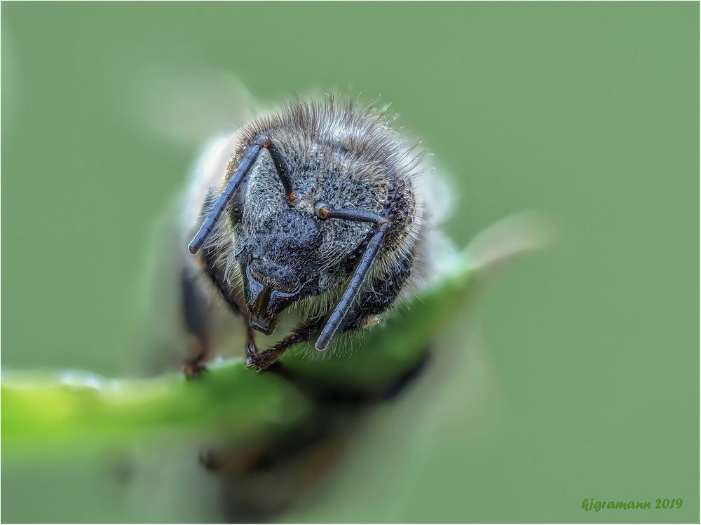 portrait einer wildbiene....