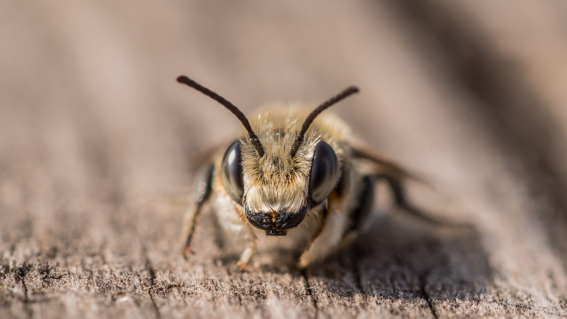 Portrait einer Wildbiene