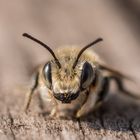 Portrait einer Wildbiene