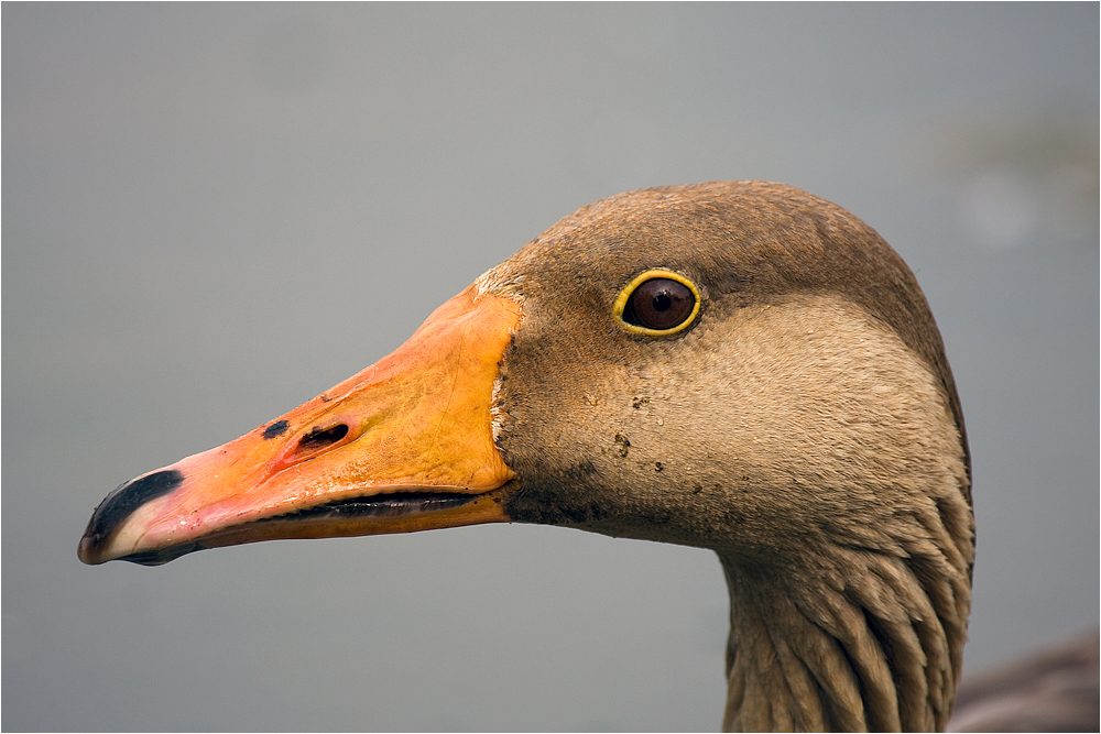 Portrait einer Wildgans