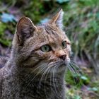 Portrait einer Wildkatze