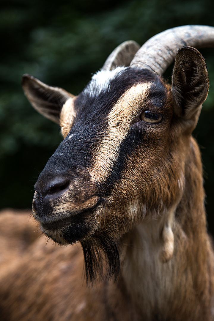 Portrait einer Ziege