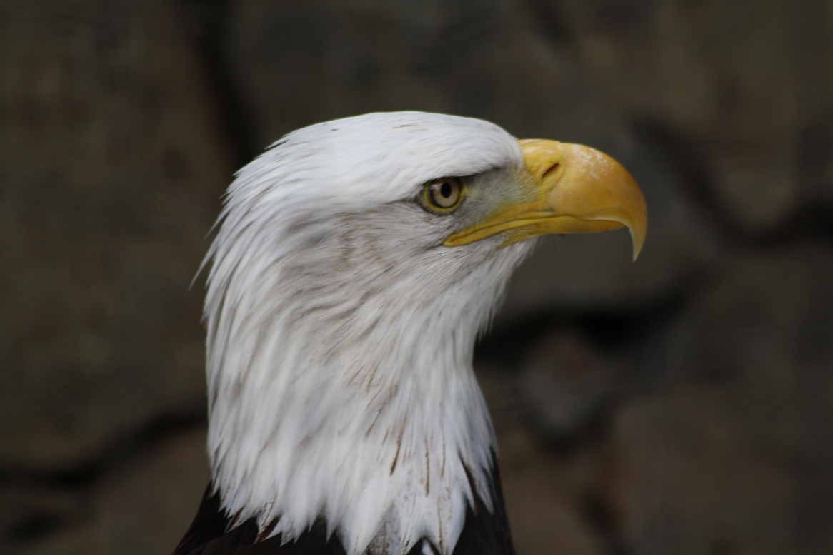 Portrait eines Adler´s