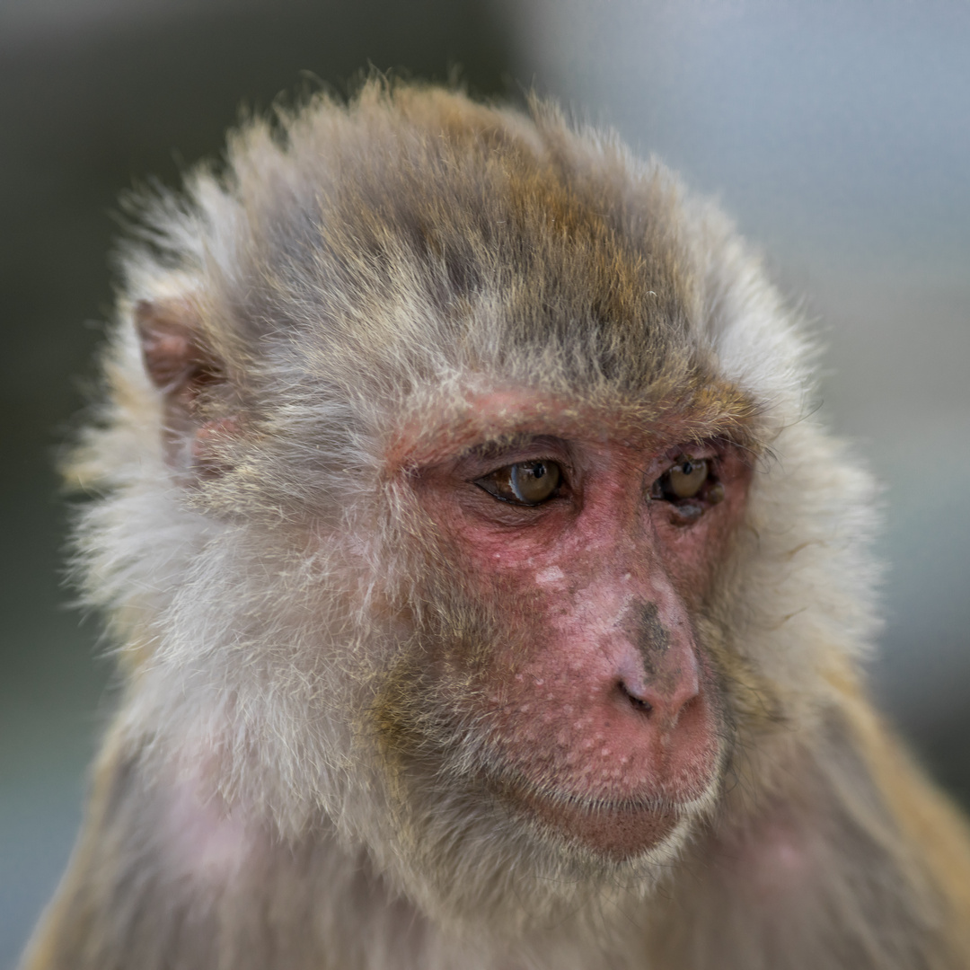 Portrait eines Affen