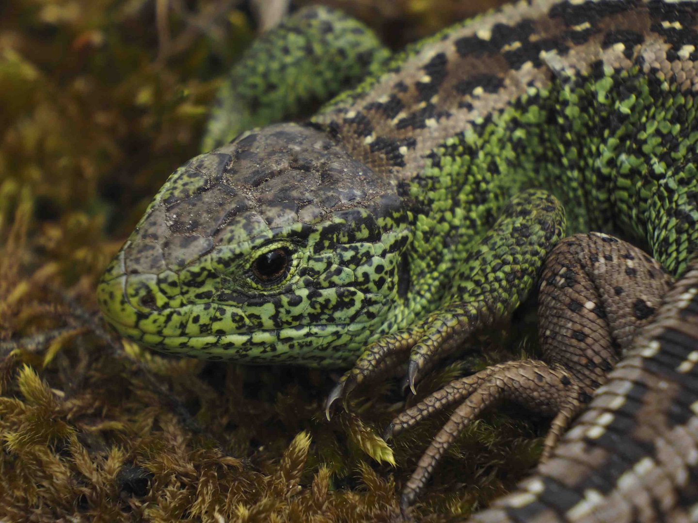 PORTRAIT EINES AGILIS - MÄNNCHEN