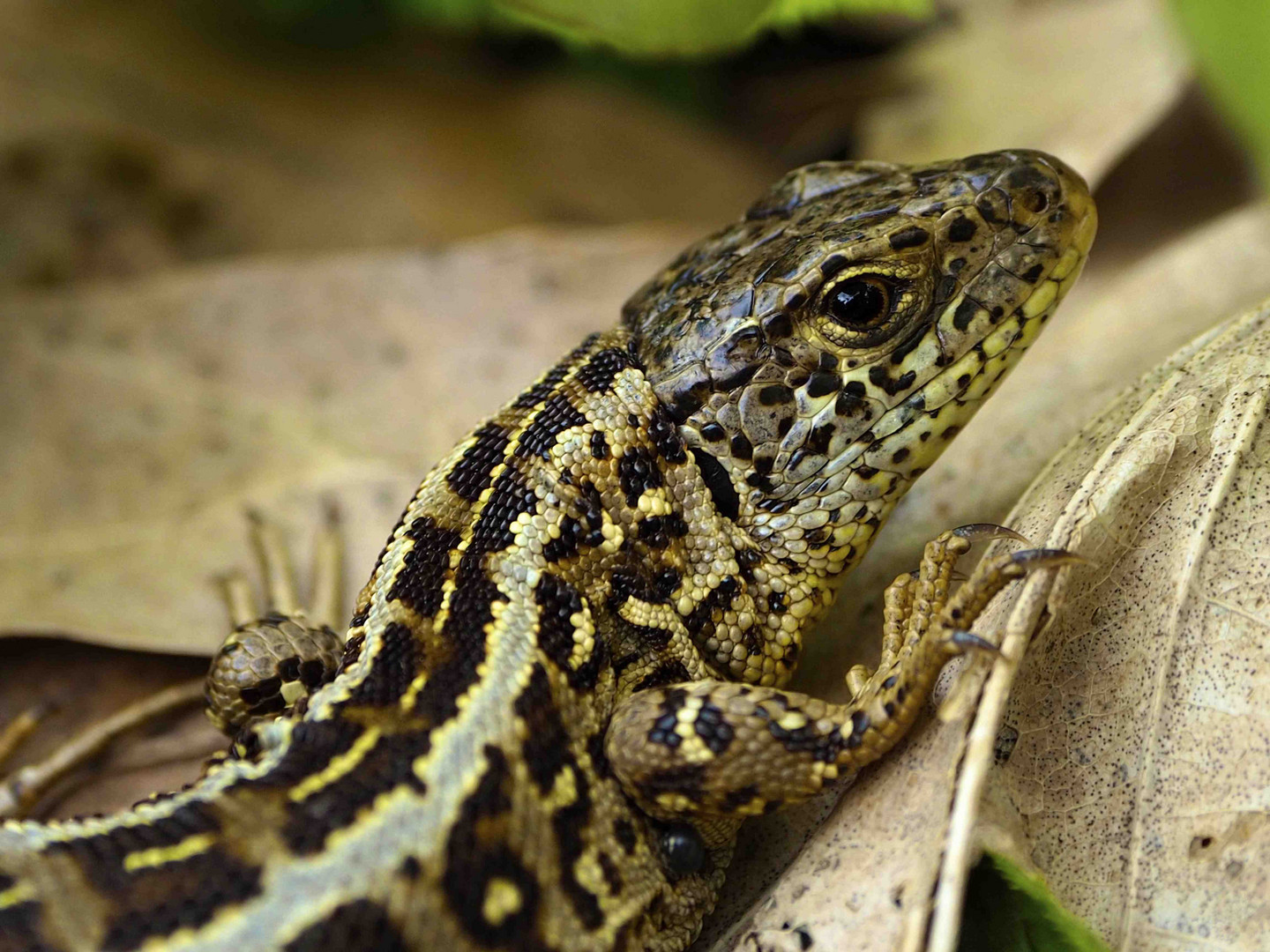 Portrait eines AGILIS-Weibchens