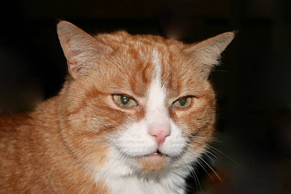 Portrait eines altehrwürdigen Katers