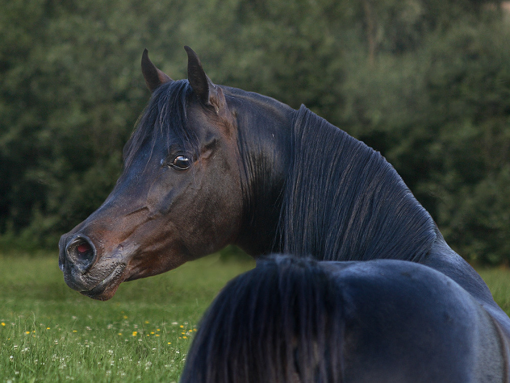 Portrait eines Araber Hengstes