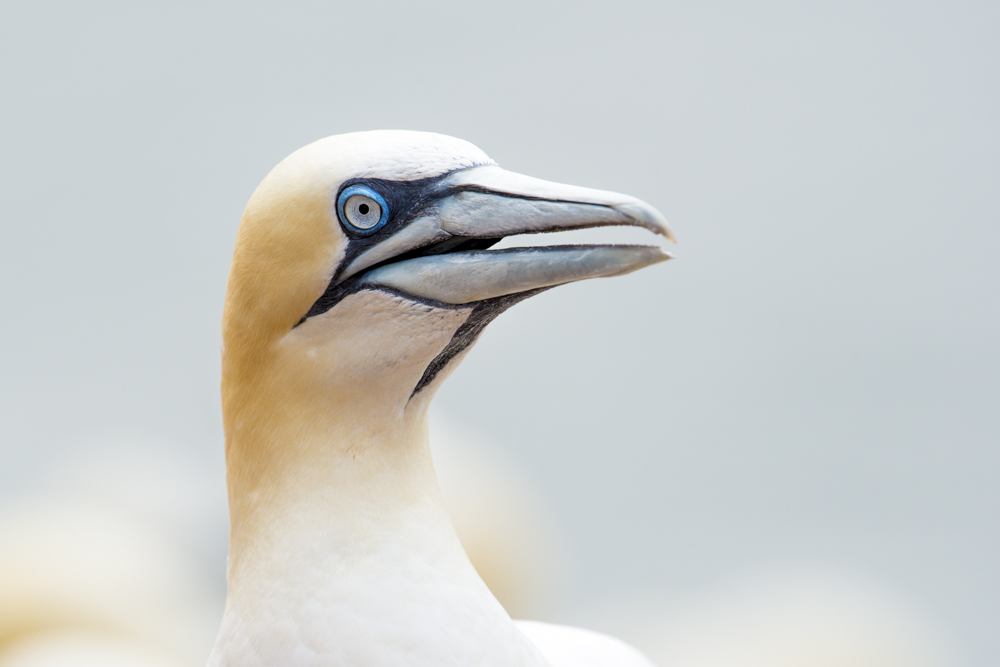 Portrait eines Basstölpel