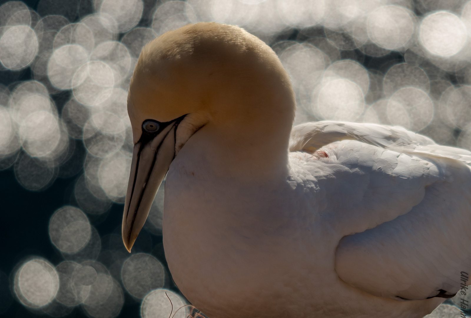 Portrait eines Basstölpel