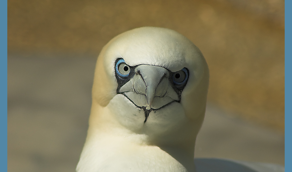 Portrait eines Basstölpels