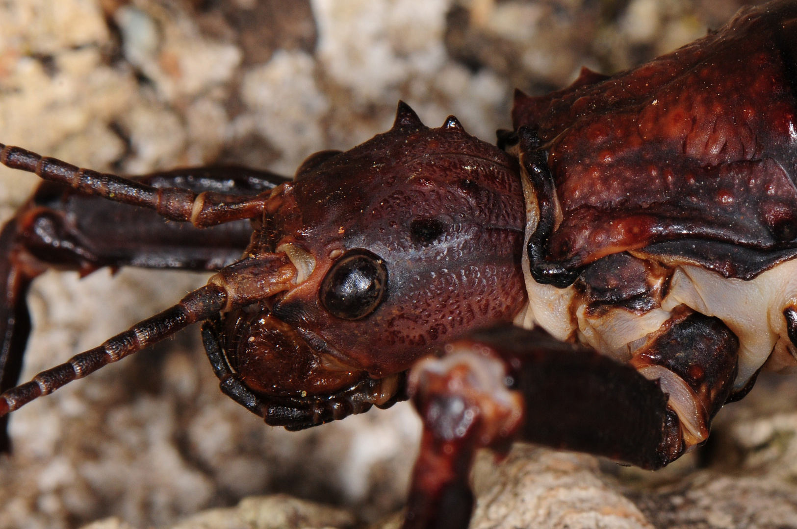 Portrait eines "Baumhummers"