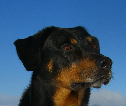 Portrait eines Beauceronrüden