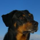 Portrait eines Beauceronrüden