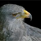 Portrait eines Blaubussard