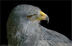 Portrait eines Blaubussard