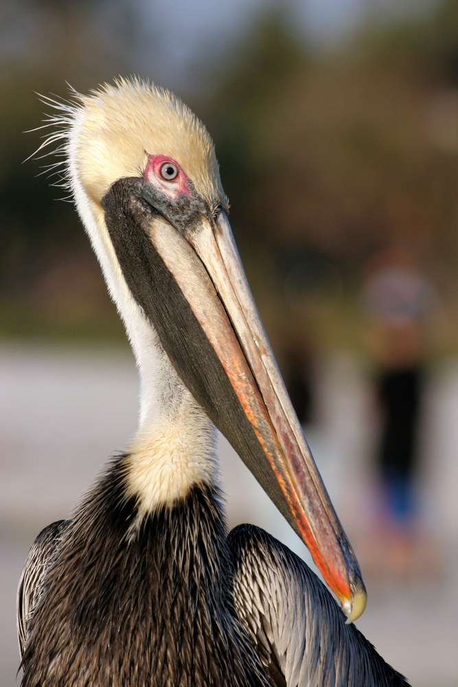 Portrait eines Braunen Pelikans