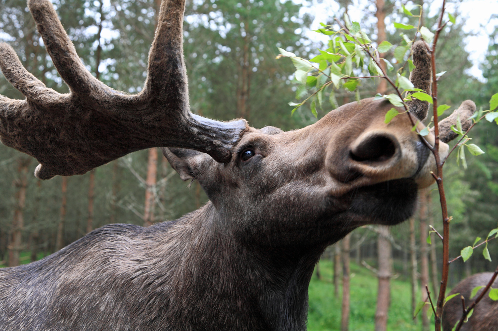 Portrait eines "Bullen"