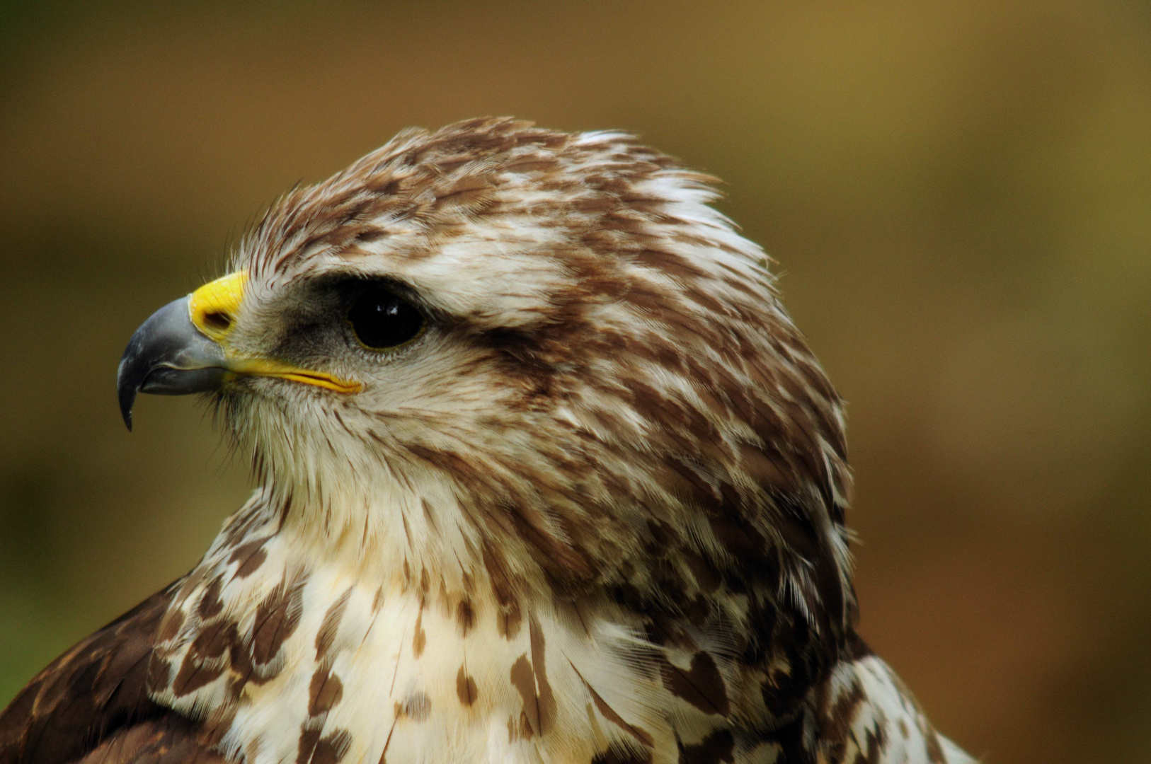 Portrait eines Bussards