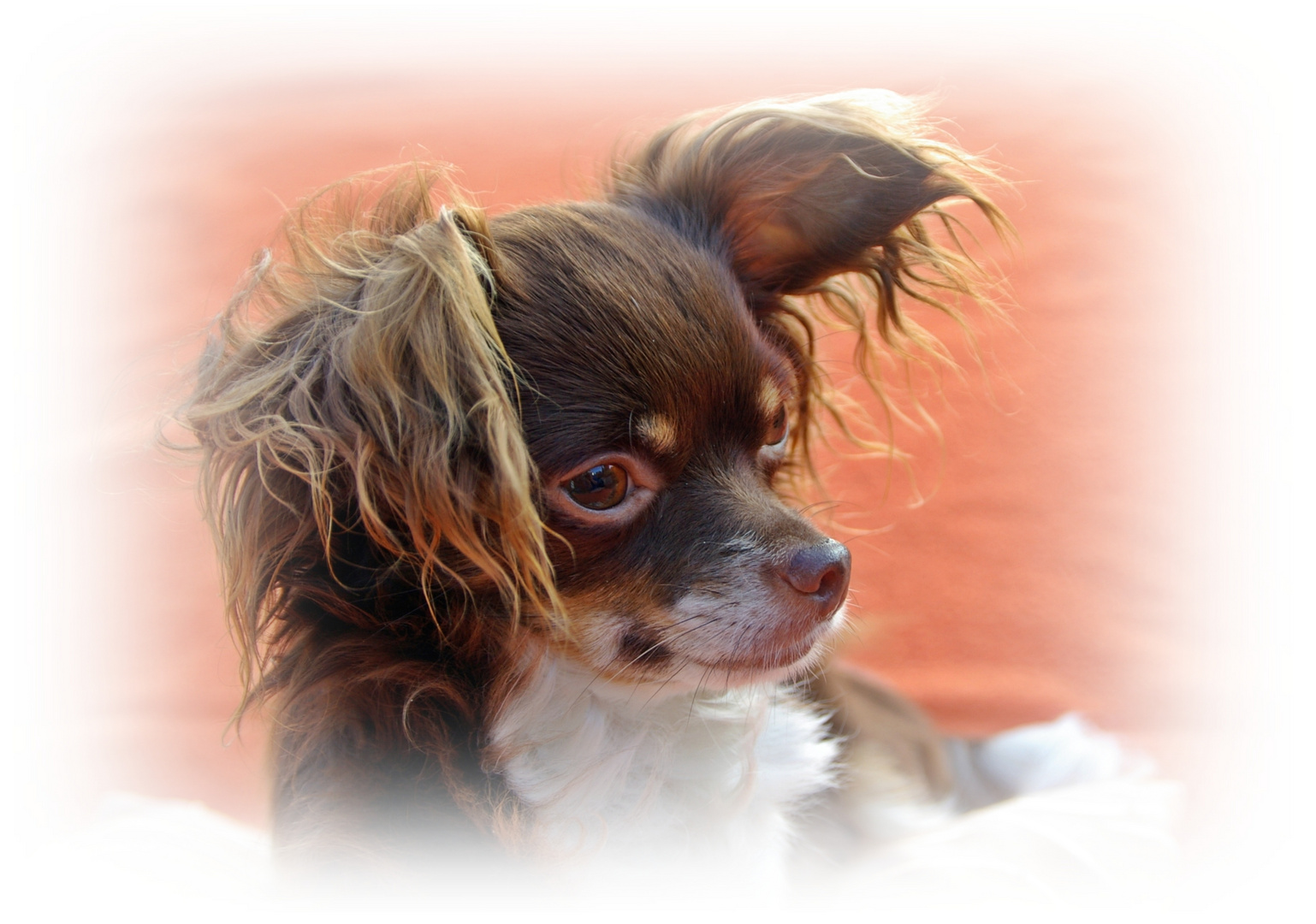 Portrait eines Chihuahua