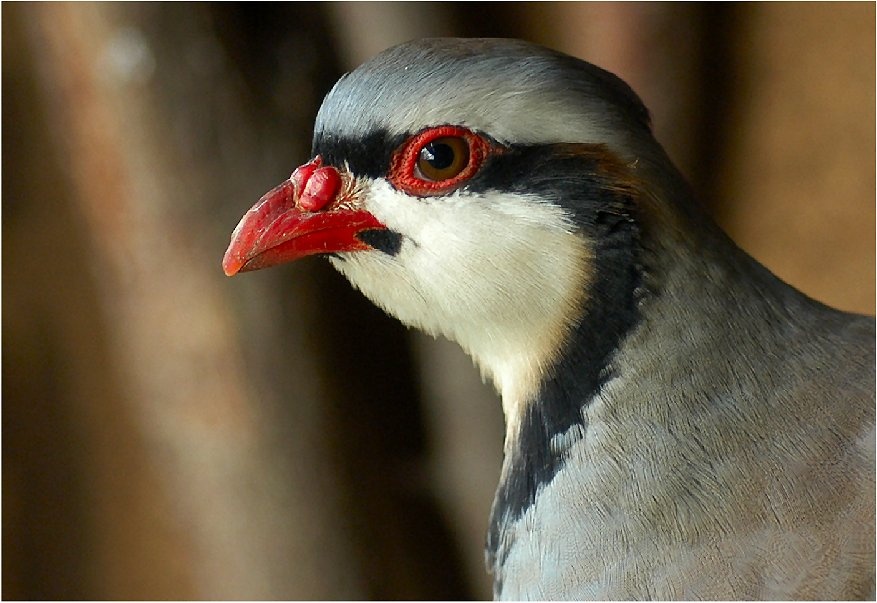 Portrait eines Chukarhuhn