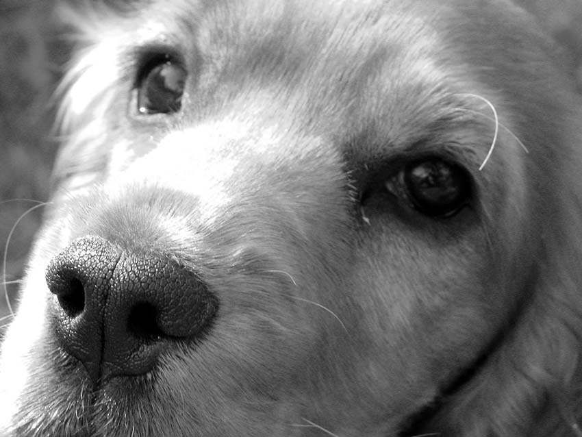 Portrait eines Cocker Spaniels, Shaki